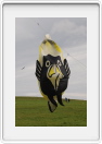 Allendale2008-041