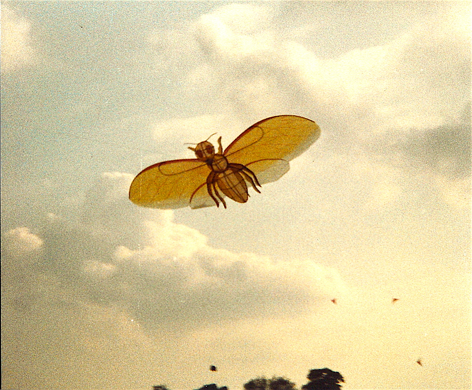 l1 