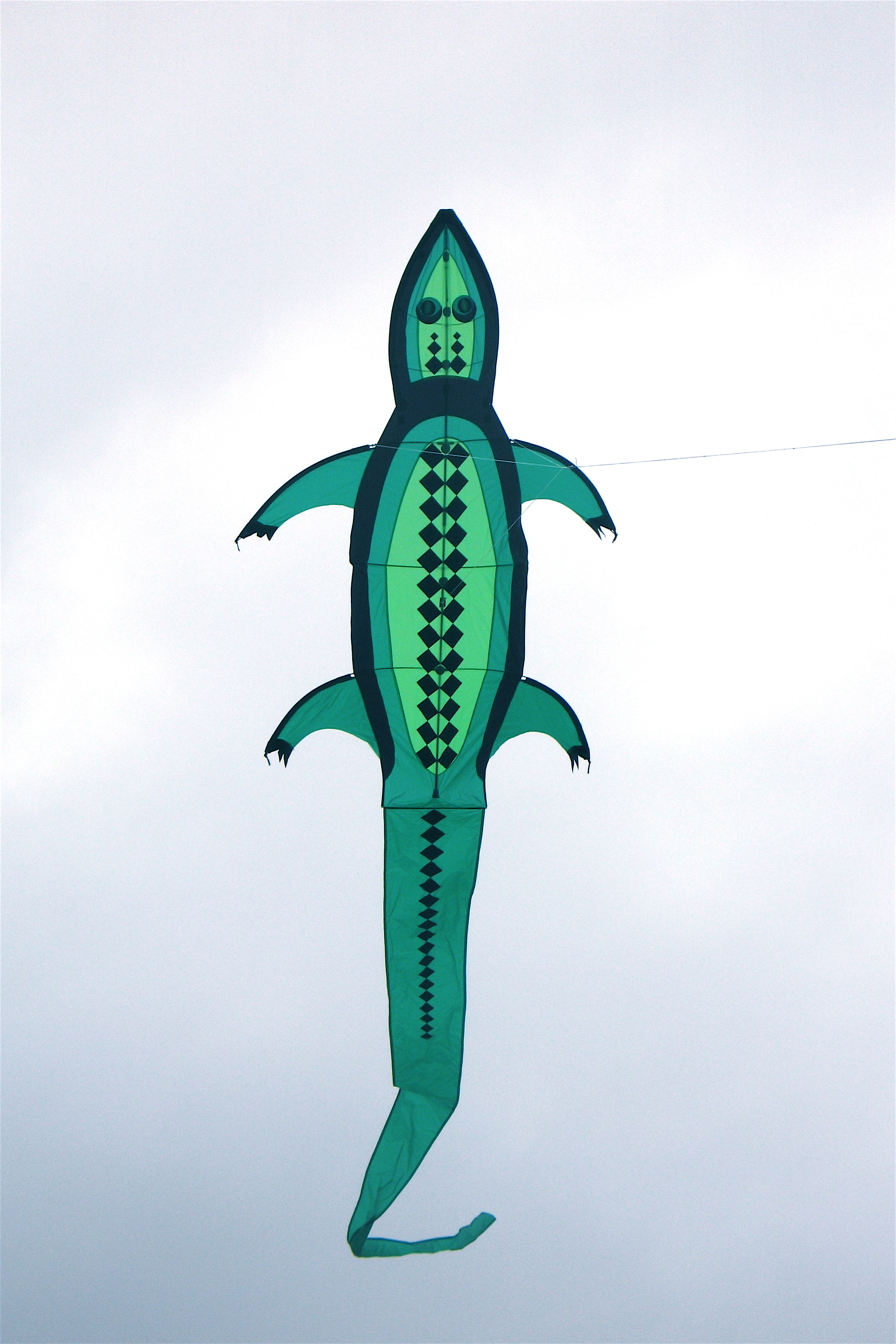 Alligator 