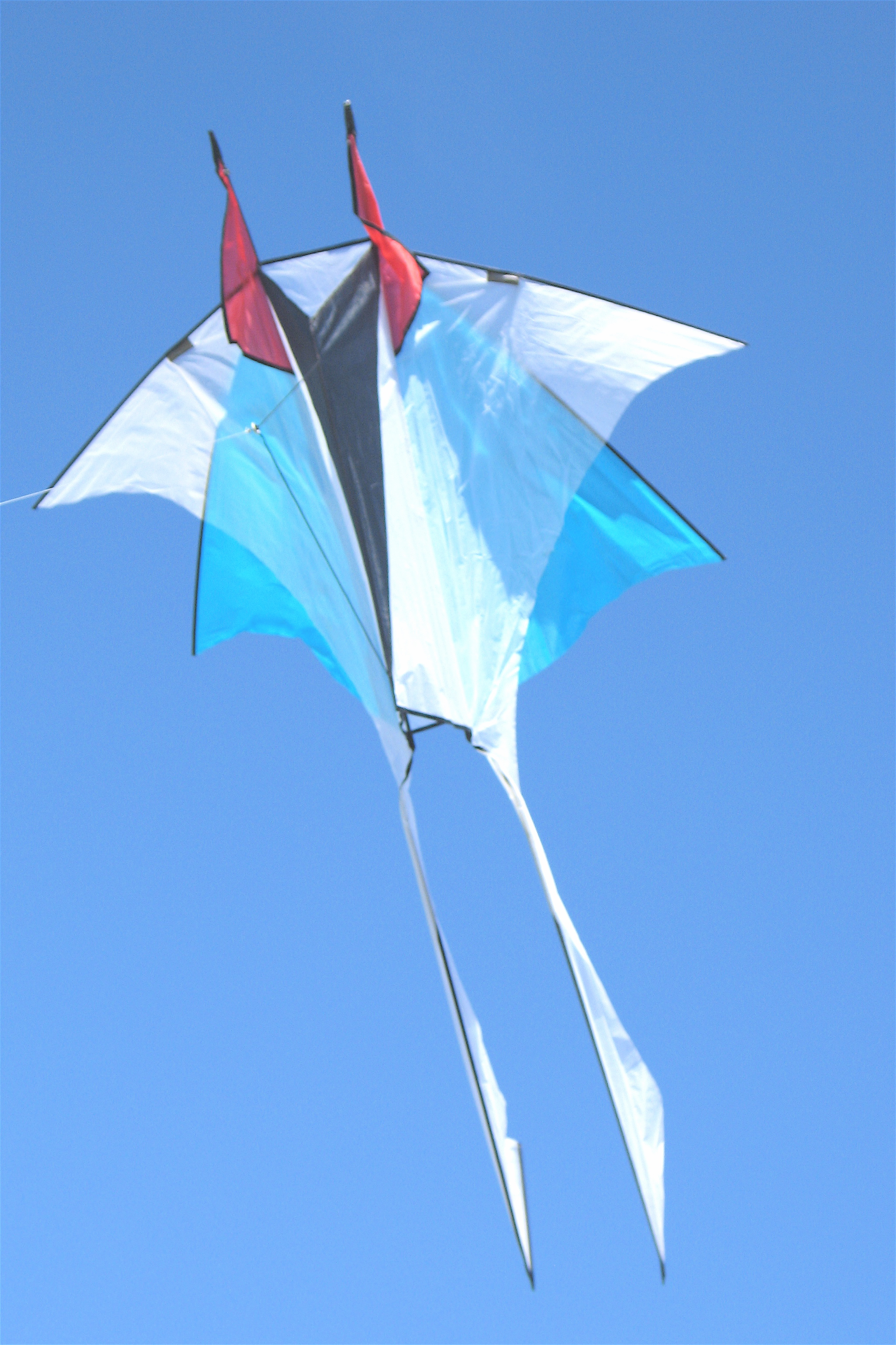 Insect 