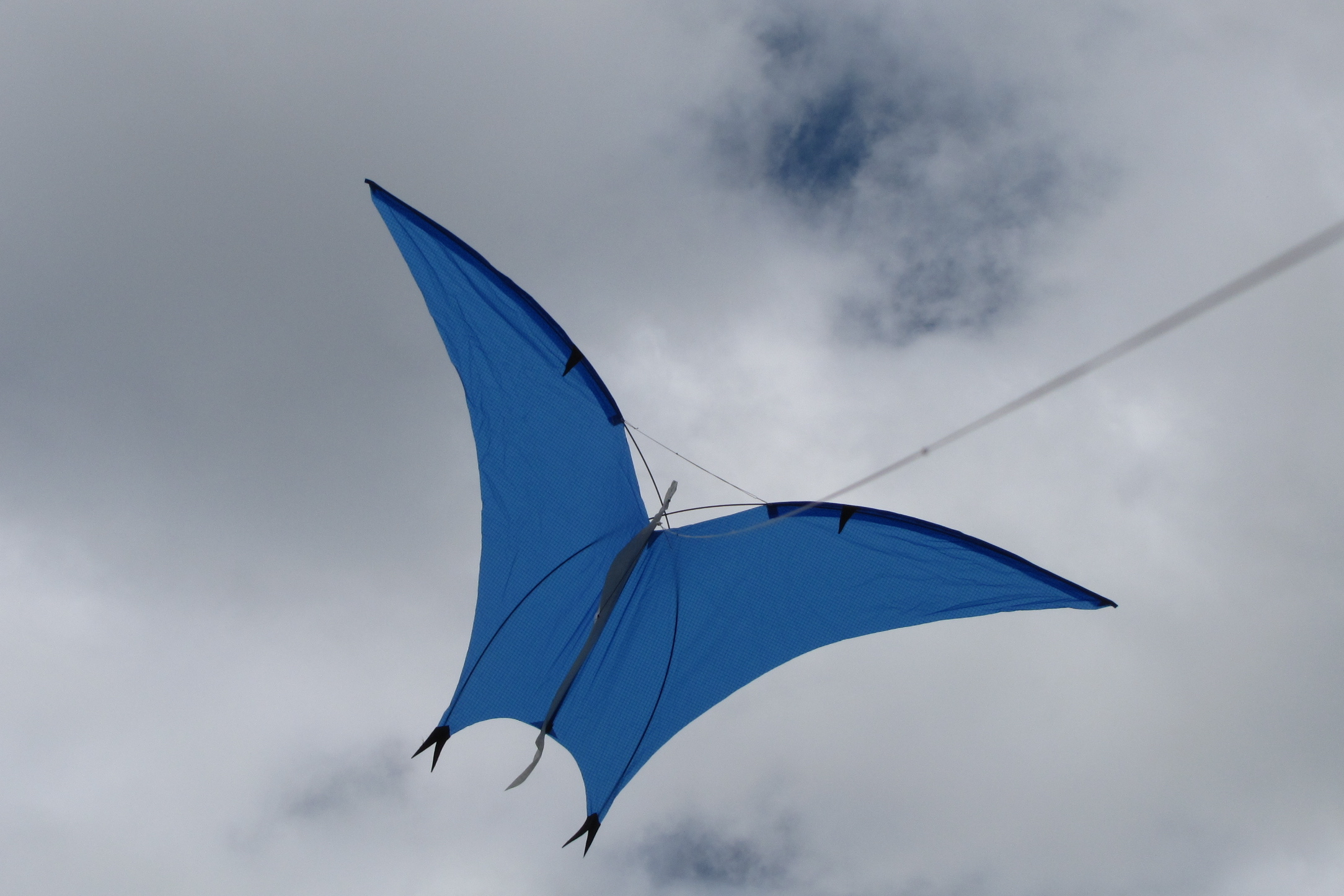 Pteranodon 