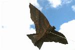 Big hawk