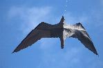 Blackbird
