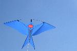 Bluebird