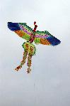 Chinese bird