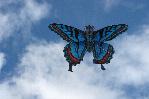 Chinese blue butterfly