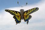 Chinese butterfly
