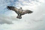 Chinese eagle