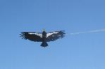 Condor