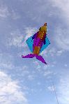 Dolphin 3-D