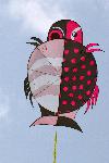 Drumfish