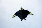 Ostend bird