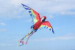 Parrot