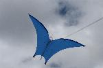 Pteranodon