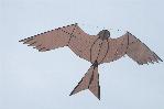 Red kite